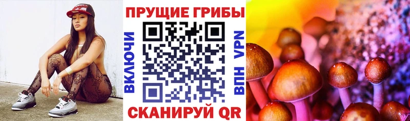 Купить  Пошехонье  Псилоцибиновые грибы GOLDEN TEACHER 